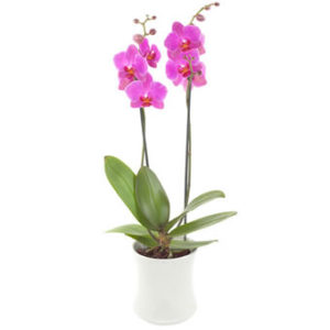 Vit kruka med rosa orkidé-plantering. Ett Euroflorist-arrangemang.