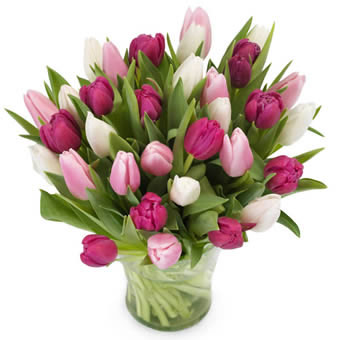 Tulpanbukett med lila, rosa o. vita tulpaner. SKicka dem med ett blombud från Euroflorist och överraska en vän!