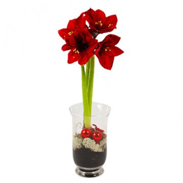 Röd eller vit amaryllis (välj färg själv) i kruka eller glas - skicka den med ett blombud från Florister i Sverige!
