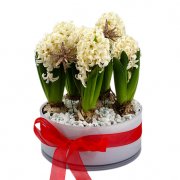 Julgrupp med hyacinter. Välj mellan olika färger på blommorna. Ett alternativ hos Florister i Sverige, en flexibel och modern blomsterförmedling på nätet.