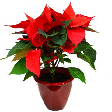 Vit eller röd julstjärna (välj färg själv) i kruka. Skicka julblomman med ett blomsterbud från Florister i Sverige!