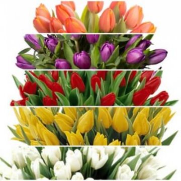 Tulpaner i olika färger - beställ hos Florister i Sverige.