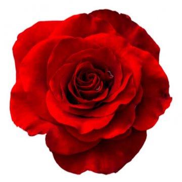 Välj själv hur många röda rosor du vill beställa. Du kan välja mellan följande antal: 3, 4, 5, 7, 10, 12, 15, 20 eller 50 rosor. Ett alternativ hos Florister i Sverige.