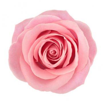 Välj själv hur många rosa rosor du vill skicka! Valbara antal rosor hos Florister i Sverige: 3, 4, 5, 7, 10, 12, 15, 20 eller 50 rosor.