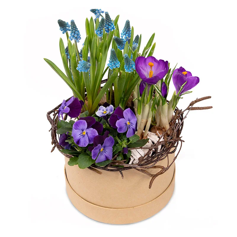 Liten vårgrupp i rund ask, med pärlhyacinter, minipenséer och krokus. Färger: lila, blått och grönt.