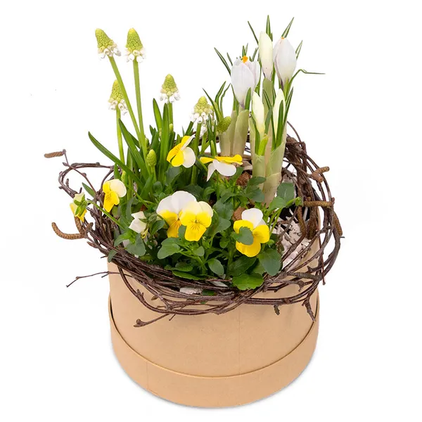 Liten blomsterdekoration i rund ask, med gul-vita minipenséer, vita pärlhyacinter och vita krokusar. Superfin! Blomstergruppen hittar du hos Euroflorist.