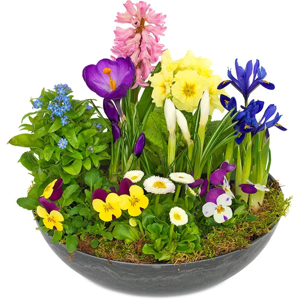Vacker vårplantering i gult,blått, lila, rosa, vitt och grönt. Planteringeninnehåller förgätmigej, minipenséer, tusenskönor, iris, primula, krokus och hyacint (variationer förekommer). Vårgruppen finns hos Euroflorist.