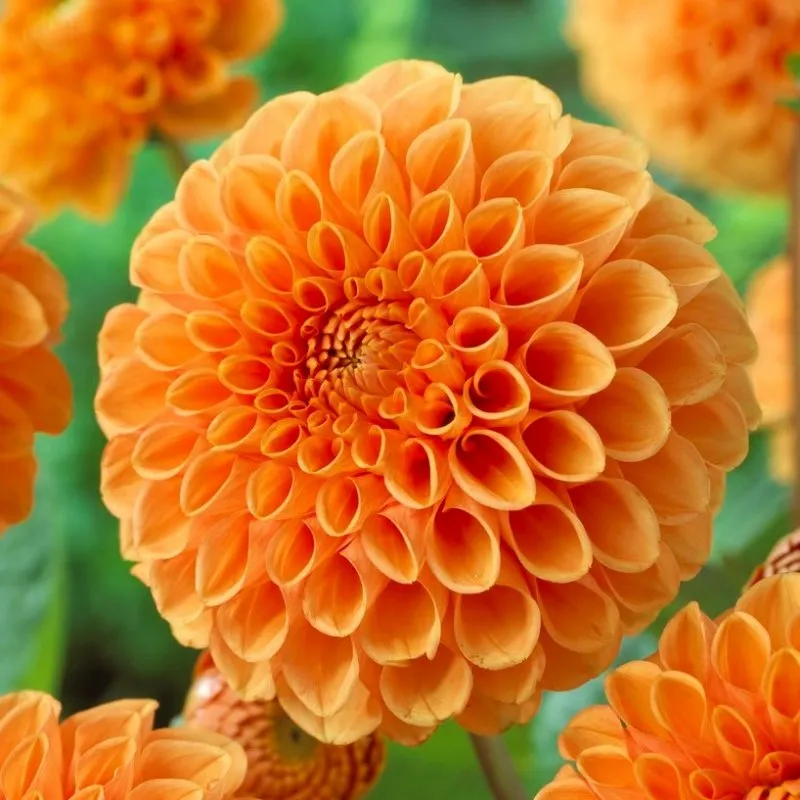 Närbild på bolldahlia/pompondahlia "Sylvia" i ljuvliga orange färgtoner.